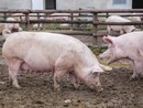 Piemonte, primo caso di peste suina in un allevamento
