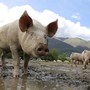 Peste Suina Africana: nessuna carcassa infetta rinvenuta nelle Aree protette astigiane