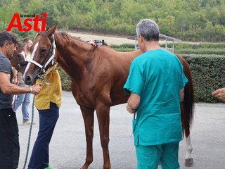 Le visite veterinarie di questa mattina (Merphefoto) Le visite veterinarie di questa mattina (Merphefoto)
