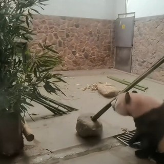 Un fotogramma del video della visita della delegazione astigiana ai panda giganti