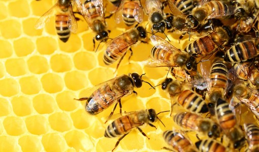 Api, sentinelle dell’ambiente e pilastro dell’agricoltura: Coldiretti lancia l’allerta su concorrenza sleale e clima