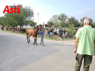 Le visite veterinarie di questa mattina (Merphefoto) Le visite veterinarie di questa mattina (Merphefoto)