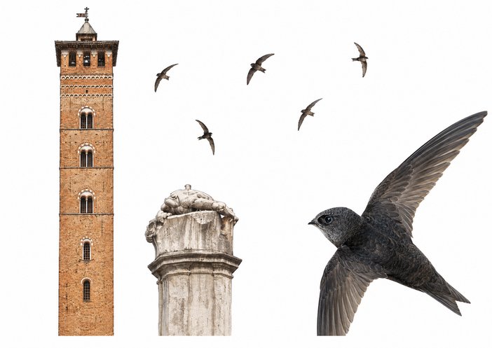 Rondoni tra i campanili, una camminata serale per scoprire i “monumenti vivi” di Asti