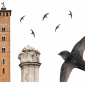 Rondoni tra i campanili, una camminata serale per scoprire i “monumenti vivi” di Asti