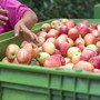 Frutta destinata all'industria ritirata a un centesimo al chilo: la denuncia di Coldiretti contro le pratiche sleali