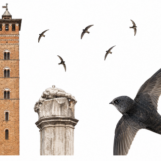Rondoni tra i campanili, una camminata serale per scoprire i “monumenti vivi” di Asti