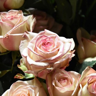 Il Roseto della Sorpresa apre le porte: a Castell’Alfero una festa tra rose antiche e natura selvaggia