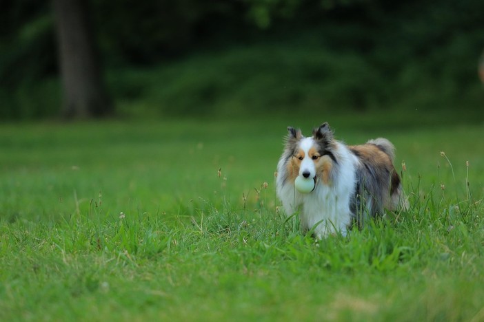 Recinti per cani: norme, idee e soluzioni progettuali pratiche Recinti per cani: norme, idee e soluzioni progettuali pratiche