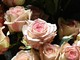 Il Roseto della Sorpresa apre le porte: a Castell’Alfero una festa tra rose antiche e natura selvaggia