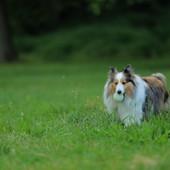 Recinti per cani: norme, idee e soluzioni progettuali pratiche