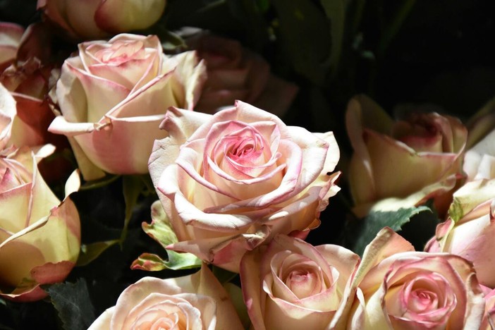 Il Roseto della Sorpresa apre le porte: a Castell’Alfero una festa tra rose antiche e natura selvaggia