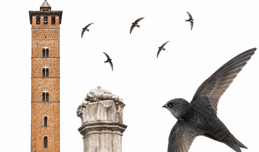 Rondoni tra i campanili, una camminata serale per scoprire i “monumenti vivi” di Asti