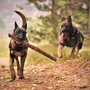 Duecto: l'antiparassitario per cani per una protezione tripla ed efficace