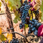 Vendemmia, c'è attesa per il decreto quote. Coldiretti: &quot;L'accelerazione rischia di essere tardiva&quot;