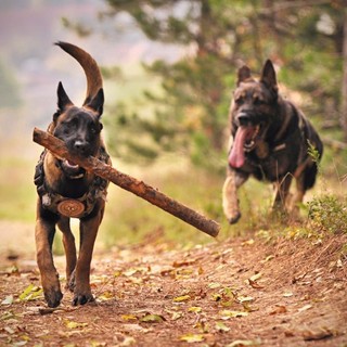 Duecto: l'antiparassitario per cani per una protezione tripla ed efficace