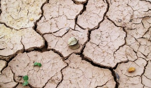 Siccità, Confagricoltura Piemonte: "Servono invasi, reti irrigue e una strategia di lungo periodo"