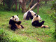 I santuari dei panda giganti nella regione del Sichuan, dove si recherà in visita il sindaco