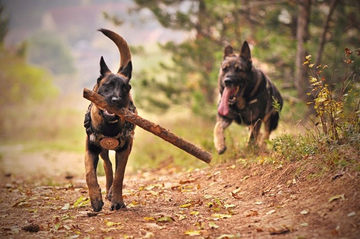 Duecto: l'antiparassitario per cani per una protezione tripla ed efficace