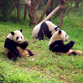 I santuari dei panda giganti nella regione del Sichuan, dove si recherà in visita il sindaco