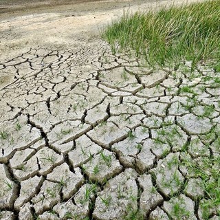 Campi all'asciutto e raccolti a rischio, Confagricoltura promuove la linea della Regione sull'emergenza idrica