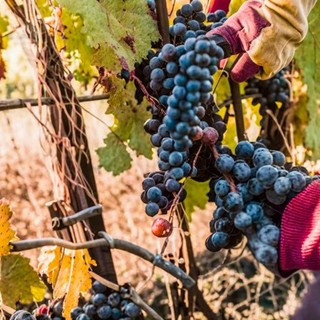 Vendemmia, c'è attesa per il decreto quote. Coldiretti: &quot;L'accelerazione rischia di essere tardiva&quot;