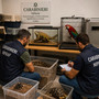 Carabinieri forestali, Usic: “Sequestrati animali esotici e protetti. Plauso ai colleghi del Nipaaf di Cuneo”