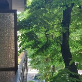 &quot;In corso Dante i rami degli alberi entrano sui balconi e sulle finestre delle case&quot;