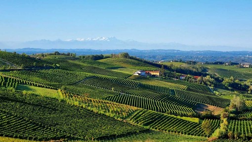 Moscato, l'Associazione Comuni chiede equilibrio sulle rese: "La produzione non va ridotta" Moscato, l'Associazione Comuni chiede equilibrio sulle rese: "La produzione non va ridotta"