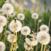 Fine settimana pienamente primaverile e massime tra 22 e 26 gradi