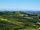 Moscato, l'Associazione Comuni chiede equilibrio sulle rese: "La produzione non va ridotta" Moscato, l'Associazione Comuni chiede equilibrio sulle rese: "La produzione non va ridotta"