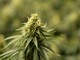 Nuovo Codice della Strada: test antidroga e olio di Cbd, tra sicurezza e diritti