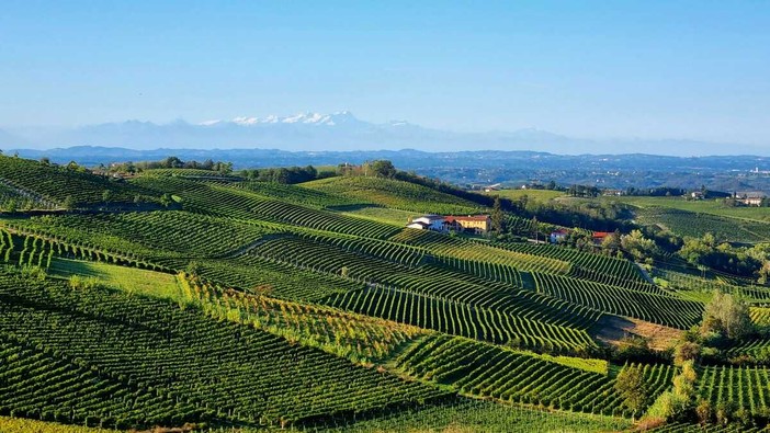 Moscato, l'Associazione Comuni chiede equilibrio sulle rese: "La produzione non va ridotta" Moscato, l'Associazione Comuni chiede equilibrio sulle rese: "La produzione non va ridotta"