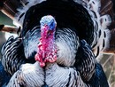 A Tonco l'Agrifiera “Polli e Buoi dei Paesi Tuoi”: al centro agricoltura e cultura