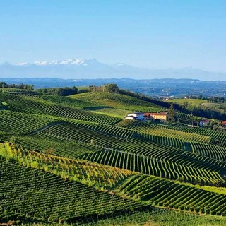 Moscato, l'Associazione Comuni chiede equilibrio sulle rese: "La produzione non va ridotta"