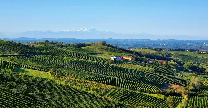 Moscato, l'Associazione Comuni chiede equilibrio sulle rese: "La produzione non va ridotta" Moscato, l'Associazione Comuni chiede equilibrio sulle rese: "La produzione non va ridotta"