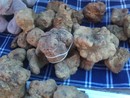 Montiglio Monferrato: il paese astigiano apre la stagione del tartufo con una fiera da record