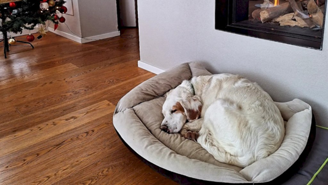 In foto: “Ted” il cane ucciso da colpo di fucile