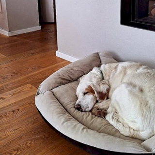 In foto: “Ted” il cane ucciso da colpo di fucile