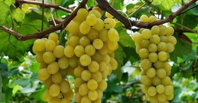 Grappoli di Moscato Grappoli di Moscato