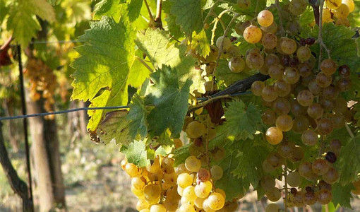 Consorzio Asti DOCG: proposta rese a 85 quintali per ettaro per la prossima vendemmia