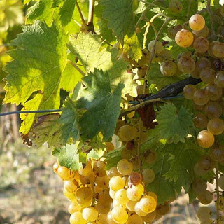 Consorzio Asti DOCG: proposta rese a 85 quintali per ettaro per la prossima vendemmia