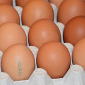 Allarme salmonella nelle uova: richiamato lo stesso lotto di Selex, Despar e Fattorie Natura Coop