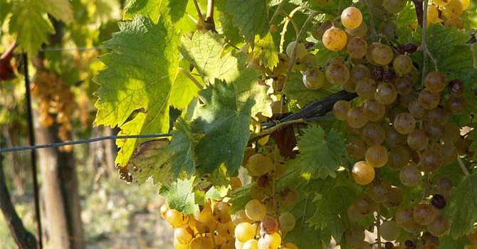 Consorzio Asti DOCG: proposta rese a 85 quintali per ettaro per la prossima vendemmia