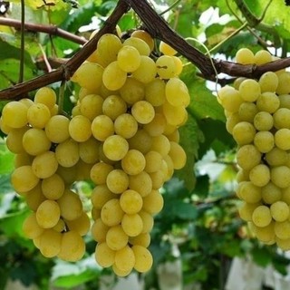 Prezzi in calo e giacenze, l'allarme di Confagricoltura Asti per i vini rossi