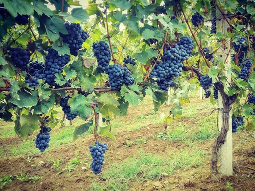 iXemWine: al via l'innovativa piattaforma per la viticoltura del Politecnico di Torino