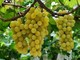 Prezzi in calo e giacenze, l'allarme di Confagricoltura Asti per i vini rossi