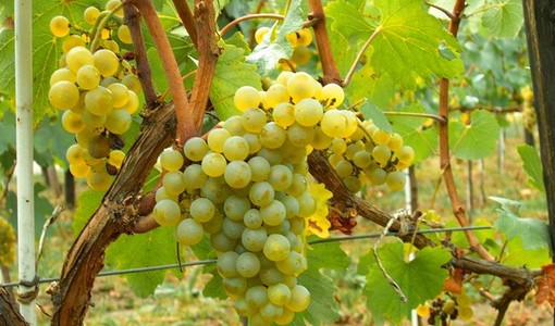 Resa del moscato, anche Coldiretti respinge il taglio a ottanta quintali Resa del moscato, anche Coldiretti respinge il taglio a ottanta quintali