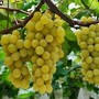 Prezzi in calo e giacenze, l'allarme di Confagricoltura Asti per i vini rossi