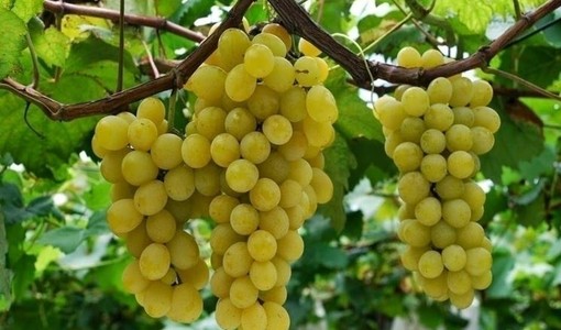 Prezzi in calo e giacenze, l'allarme di Confagricoltura Asti per i vini rossi Prezzi in calo e giacenze, l'allarme di Confagricoltura Asti per i vini rossi