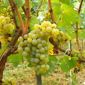 Resa del moscato, anche Coldiretti respinge il taglio a ottanta quintali